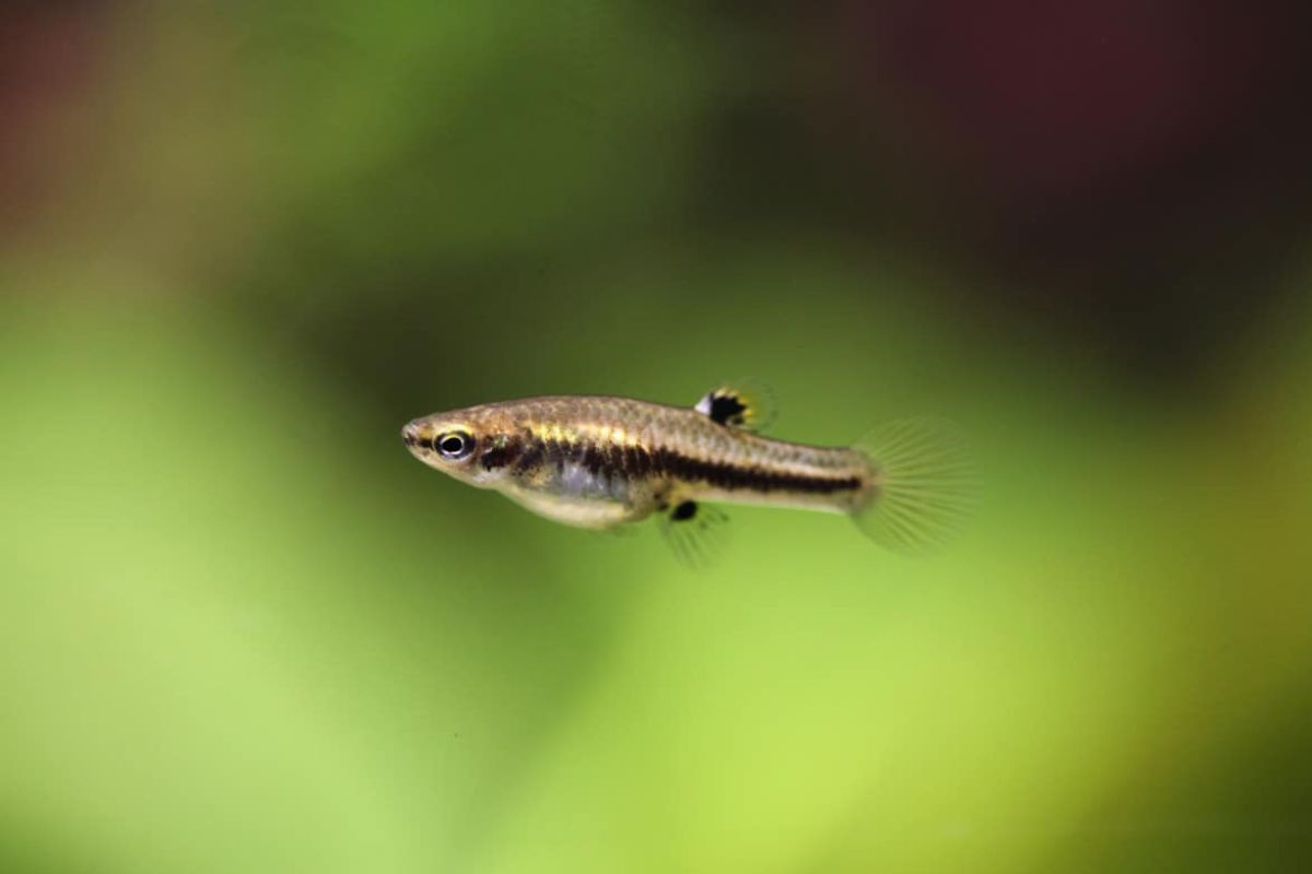 Cá Mosquitofish